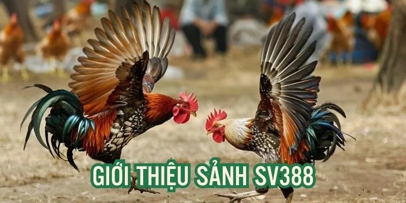 Giới thiệu sảnh cược SV388 siêu hấp dẫn, độc đáo