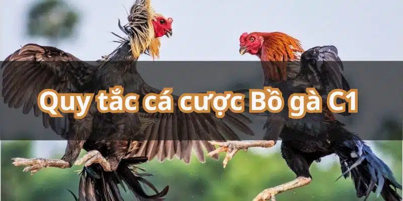 Tổng hợp các quy tắc chọi gà quan trọng tại giải C1